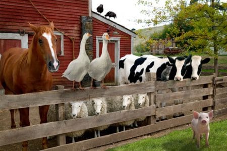 gospodarie animale o