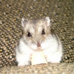 hamster o 1