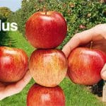 header regalis plus 600px o 1