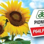 hibridul p64lp170 cea mai mare productie realizata in testarile r i t a c fappr agroinfo o