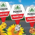hibrizii de floarea soarelui pioneer 2 o