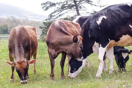 holstein jersey o
