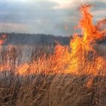incendiu de vegetatie o 1
