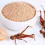 insecte proteine o