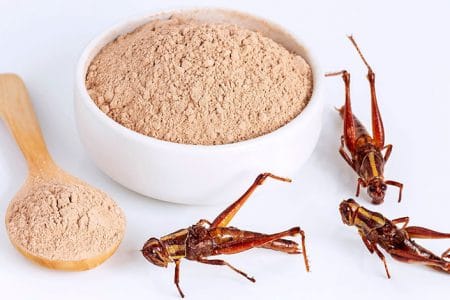 insecte proteine o