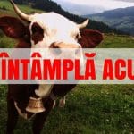 intalnire vaci o