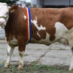 juninca agromalim o