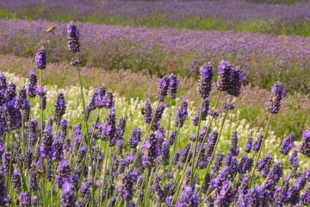 lavanda 1 o 1