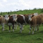 legea paietelor 054314 o 1
