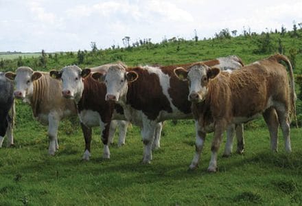 legea paietelor 054314 o 1