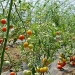 legume fericite o 1