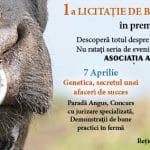 licitatie angus bun o