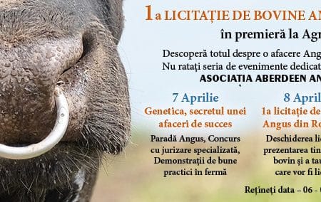 licitatie angus bun o