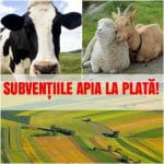 lista apia bun o