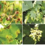 mana la vita de vie sursa syngenta 1 o