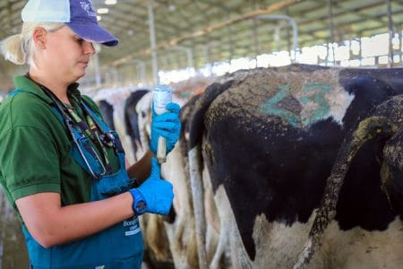 medic veterinar vaci o