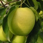 mere golden agroarges pomic o 1