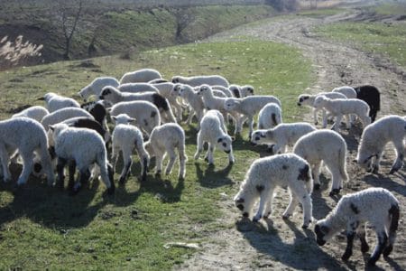 miei in martie o 1