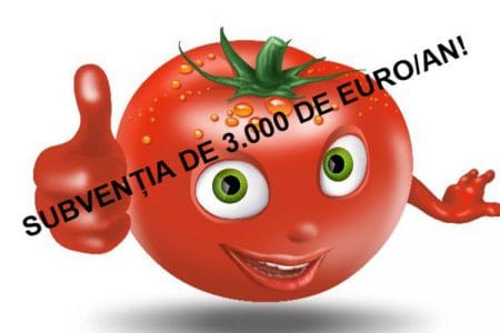 minimis tomate bun o