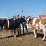 miss arad baltata si holstein o 1
