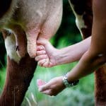 mulge vaca o