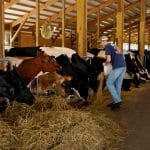 munca ferma bovine o