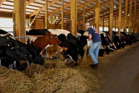 munca ferma bovine o