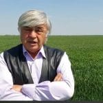 musca arad o
