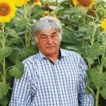 musca floarea soarelui o