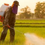 neoni pesticide o