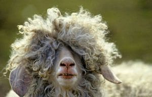 Un nou ajutor pentru crescătorii de ovine! Decizie joi, 9 iulie 2026!