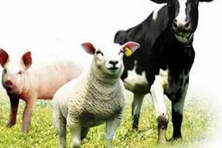 oaie porc vaca o 1