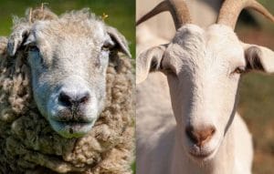 Câte oi/capre trebuie să ai anul ăsta pentru o subvenție APIA de 4 euro/cap animal