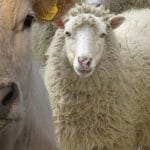 oaie vaca o