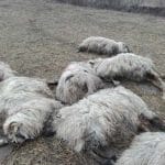 oi coma coperta o 1