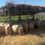 oi la agro zooind o 1