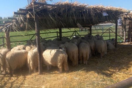 oi la agro zooind o 1
