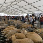 oi la agromalim 2016 o
