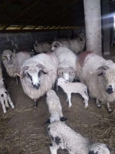 Interdicție la sacrificarea femelelor ovine/caprine! 1 oi miei o