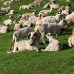 ovine 2009 o 1
