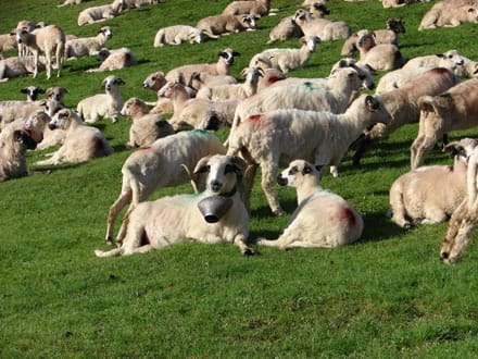 ovine 2009 o 1