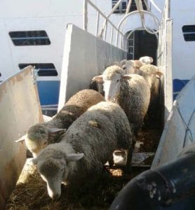 ovine nava blocata o