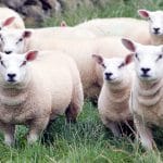 ovine pe pasune o 1