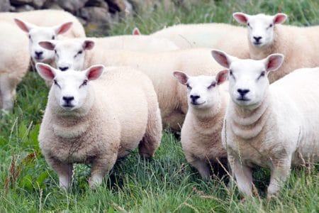 ovine pe pasune o 1