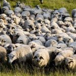 ovine pe pasune o