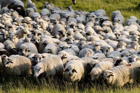 ovine pe pasune o