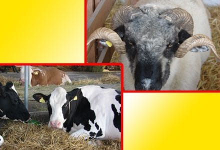 ovine si bovine o 1