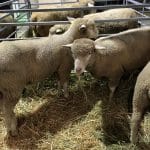 ovine sommet 2015 o