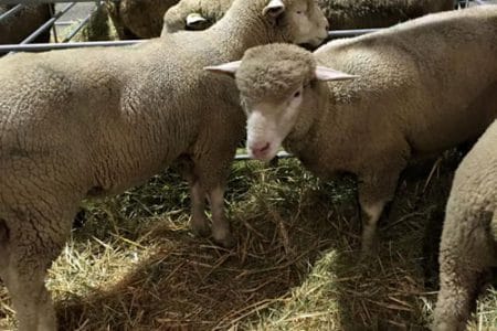 ovine sommet 2015 o