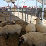 ovine suffolk agriplanta ve o